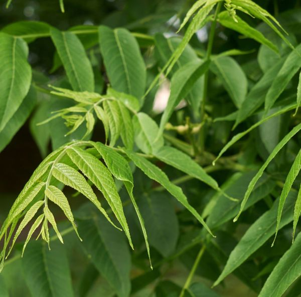 Amerikanjalopähkinä